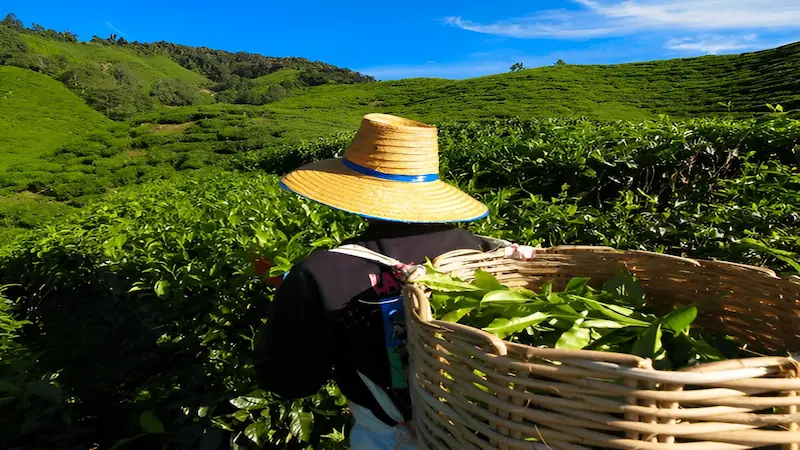 BOH Tea Plantation in Cameron Highlands on your 10-day Malaysia itinerary