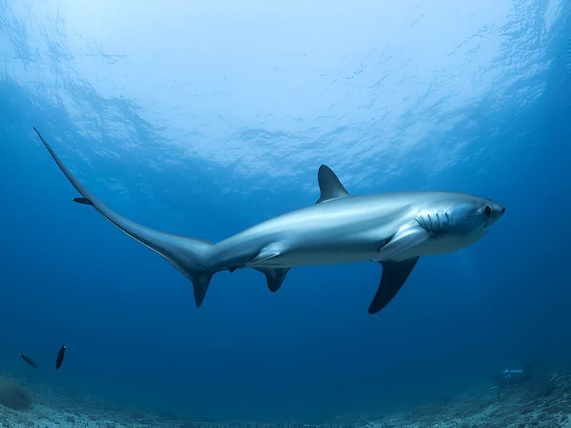 Malapascua is a unique location where thresher sharks can be seen daily, making it a world-renowned diving destination.
