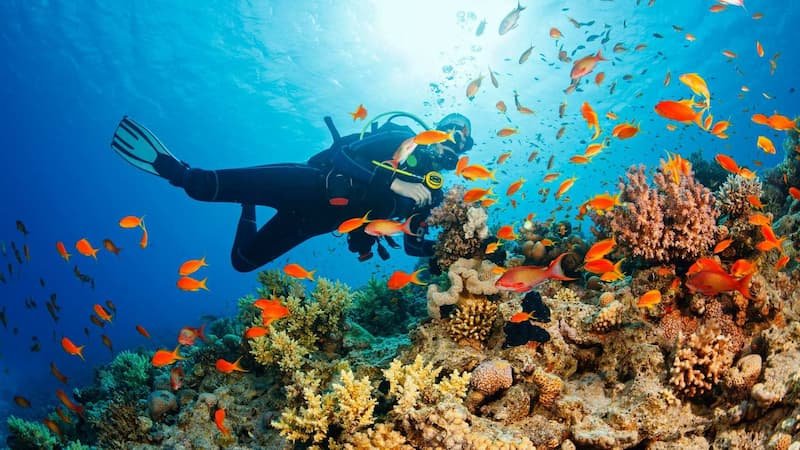 Moalboal is recommended for wildlife enthusiasts wanting guaranteed marine life encounters
