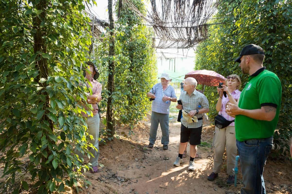 Tourists exploring a Kampot pepper farm, Cambodia's famous culinary export available for budget-friendly tours costing just $3-7 compared to $15+ food tours in Thailand